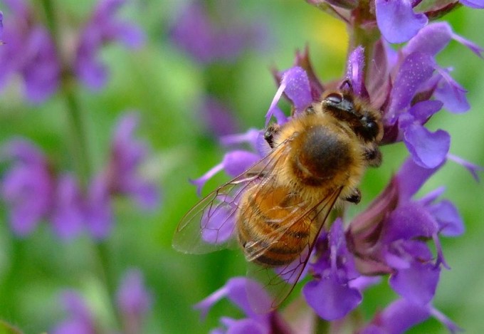 Bienen, Hummeln und Co. lieben die violetten Blüten vieler Kräuter, wie hier die des Salbeis.