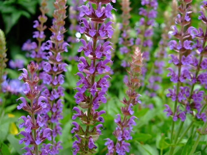Bienen und Hummeln fliegen auf blaue und violette Farbtöne wie die des Salbei. 