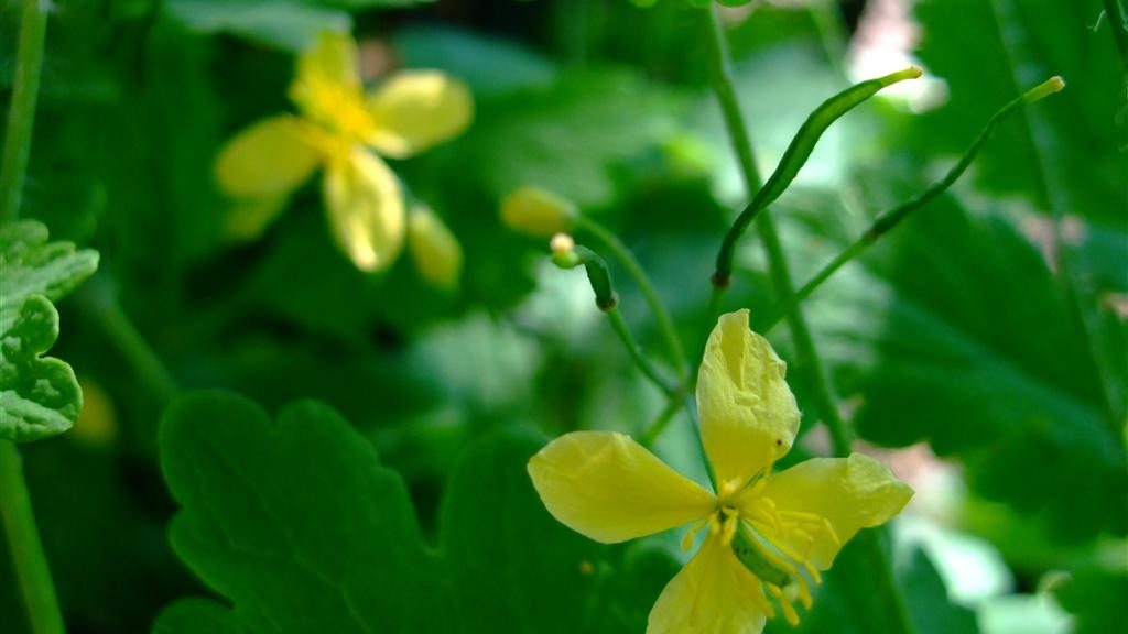 gelbe Blüten des Schöllkrauts