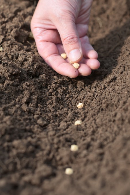 Spring sowing of seeds into the soil. Female hand with seeds on earth background closeup.