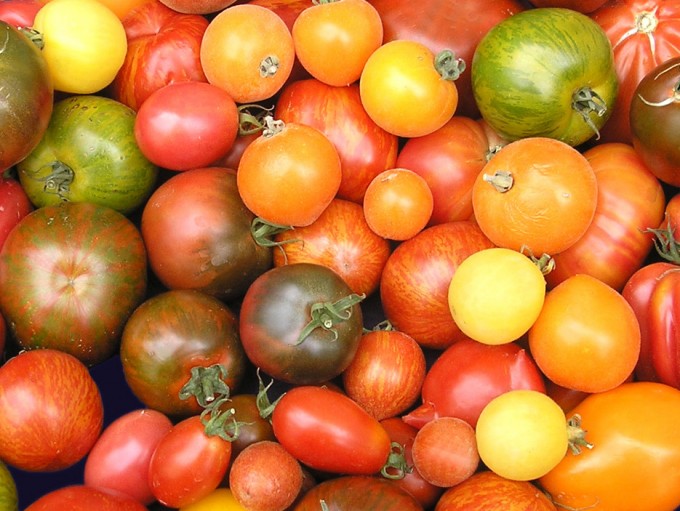 Tomatenvielfalt 