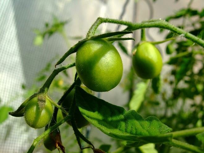 Noch grüne Tomaten bei der Fruchtbildung