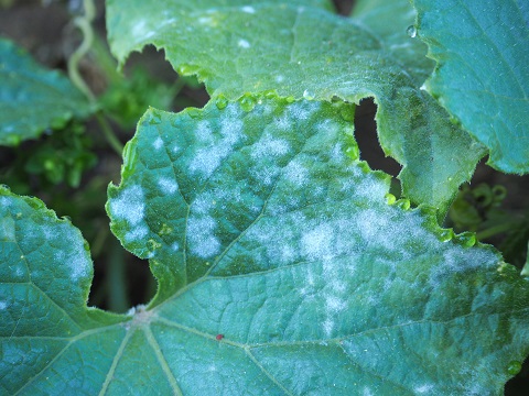 Pilzkrankheit Mehltau - weißer Belag auf Gurkenblättern
