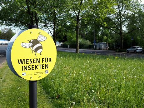 Wildblumenwiese Frankfurt: Wiesen für Insekten