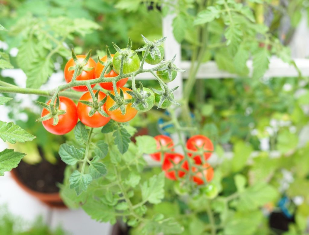 Tomatenanbau im Kübel