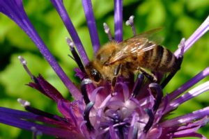 Bienen übernehmen eine wichtige Bestäuberfunktion im Garten