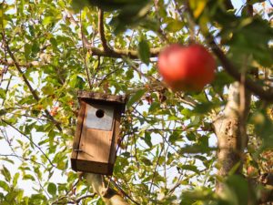 Vogelhaus mit Blick auf roten Apfel