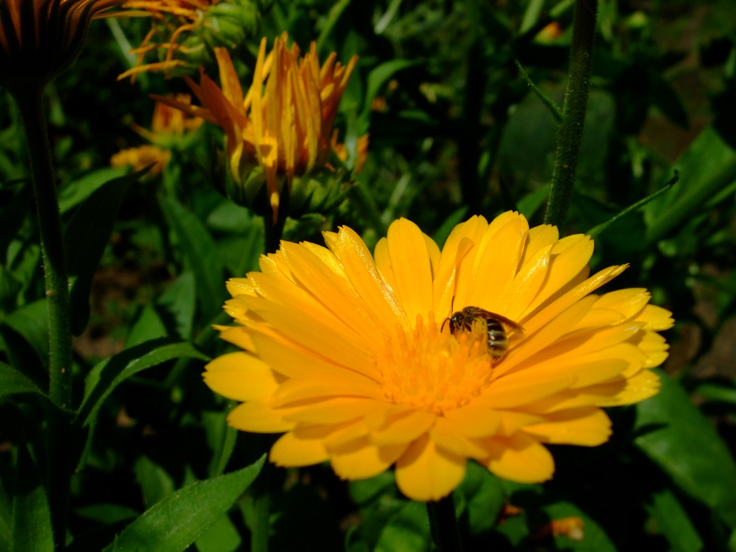 Die Ringelblume – Eine Vielseitige Heilpflanze - Frankfurter Beete